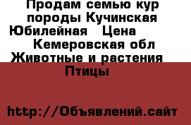 Продам семью кур породы Кучинская-Юбилейная › Цена ­ 4 000 - Кемеровская обл. Животные и растения » Птицы   